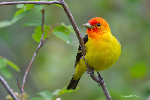 Western Tanager