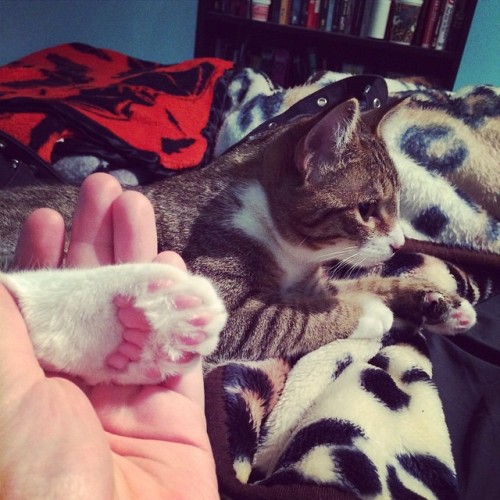 astrozombie23:My new kitty Lily has 6 toes on each paw.