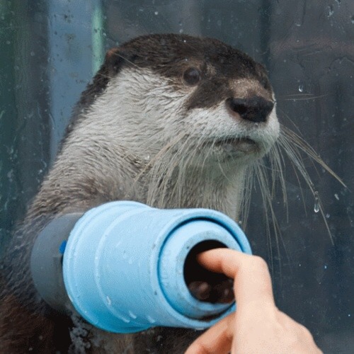 theemeralddiaries:  robert-the-asshole:  velveetablumpkin:Otters are too precious