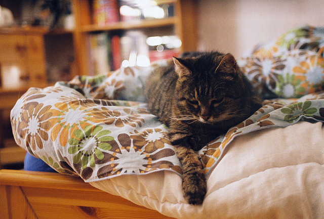 derivings:  the best model by Liis Klammer on Flickr. 