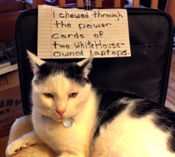 catshaming:  The first time I did it, President