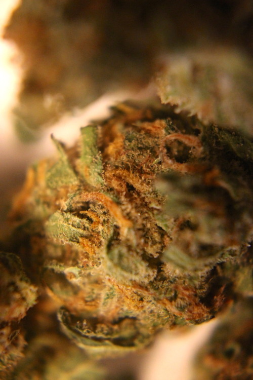 weed-palace:  Never pay for Weed again - Click here