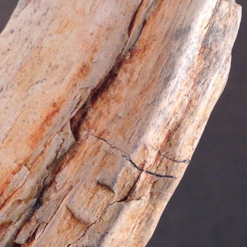 rrareearthh:Petrified wood with cool blue chalcedony from a creek in Columbia County, Oregon. Octobe