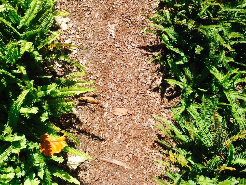 sweetdreamsyall:  Some photos from the Ca’d’zan and the Selby Botanical Gardens
