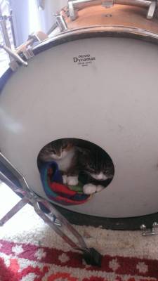 awwww-cute:  We adopted two cats yesterday. They’re still a bit shy, and I don’t think I can use my drum kit for a while 