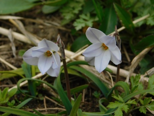 naturetakarazuka: Flowers in Sakasegawa (2)On 3 March I went to the Sakasegawa, a small river runnin