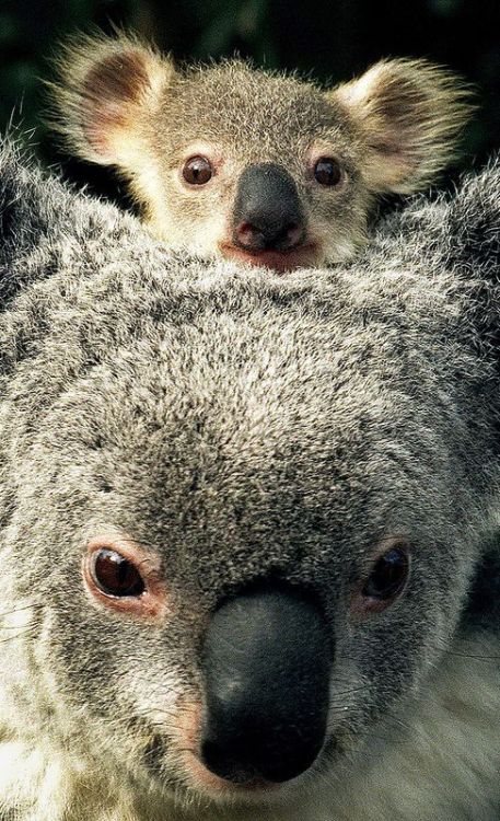 wildlifepower:KOALAS TIME!!!Read More