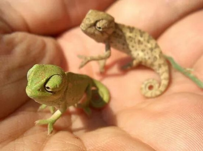 babyanimalposts:  feeling down? you need this baby animal blog