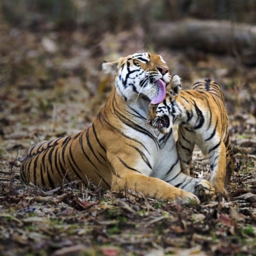 funnywildlife:Tiger Love, Tadoba, India  by #wildographer Ajit Kulkarni