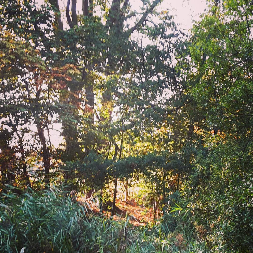 Autumn light in the woods is beautiful. Managed to get down and shoot the course and have beautiful weather and light. #archery #traditionalarchery #fieldarchery #offthearrowshelf #instinctivearchery #woods #nature #bow #arrow #archer #autumn...