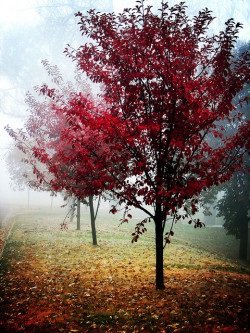 de-preciated:  Autumn Fog (by AzRedHeadedBrat)