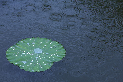 burning-love-for-kenshin:Rain on Lilypads |  LW Lau