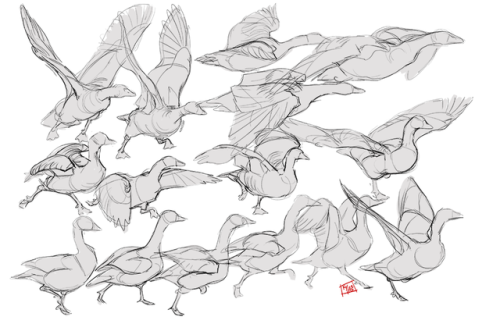 Some gestures of Greylag geese taking off.