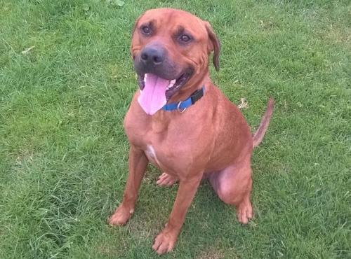 Dog of the DayBob, from RSPCA, Hull. Click here for more info on adoption or ways to donate. “Bob is