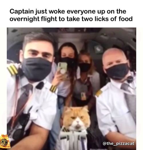 Attention everyone this is your captain speaking. Meow. @catnamedpizza @the_catnamedcheeto @catsonsn