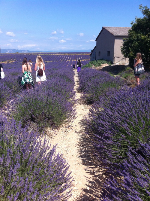 Lavender fields of Provence 