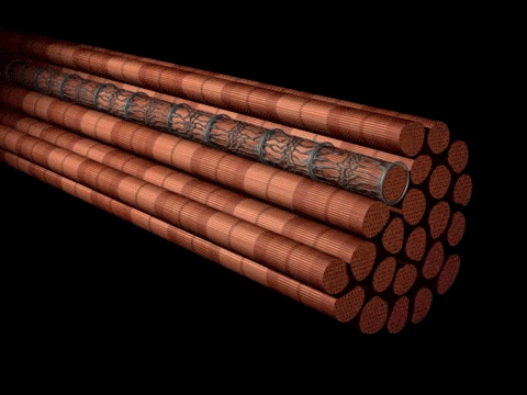 geekysqueaky:  dieselotherapy:  Anatomy of muscle fiber  whoa, this is way cool!  