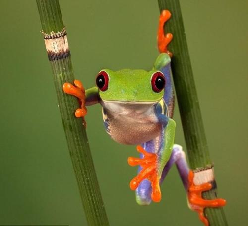 Sex magicalnaturetour:  Frog in Costa Rica by pictures