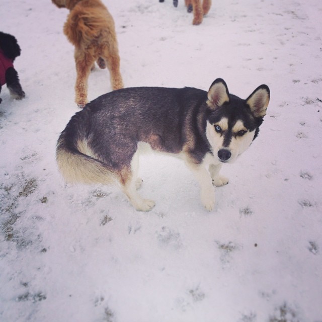 samanthuhhh:  This is like, the most perfect outcome of a husky/corgi mix. Omg.