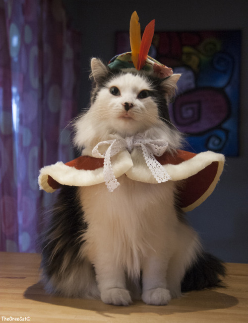 theoreocat: Oreo’s costumes