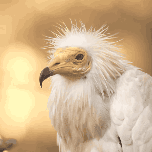 sdzoo:Only a few animal species use tools and the Egyptian vulture is one of them. Egyptian vultures