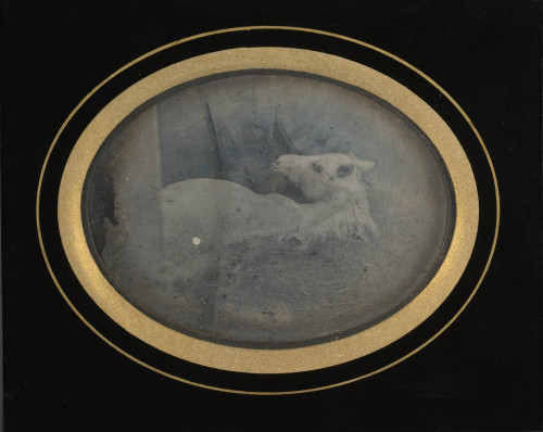 An early photograph&ndash;from 1845!!&ndash;of an eerie white foal. Discover more about the 