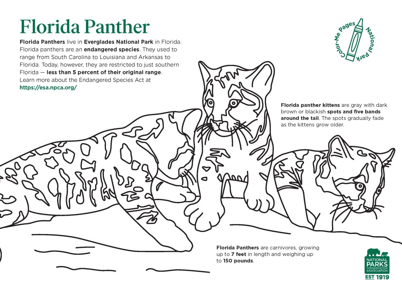 coloring pages for the florida panther