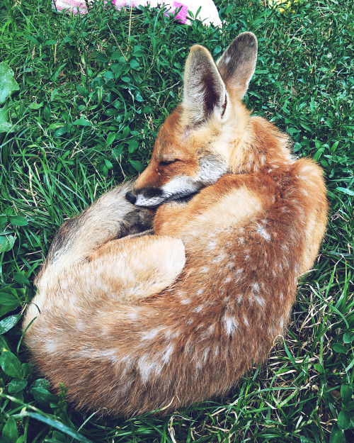 everythingfox: 0thewolfgirl0: everythingfox: Bambi Is this a deer or a fox