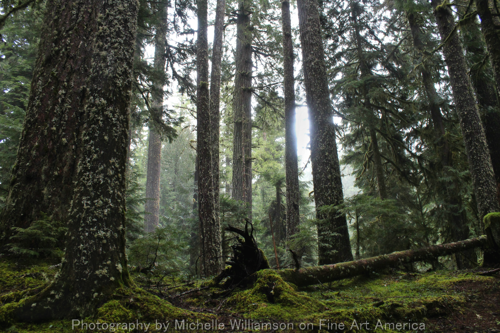 bright-witch: Edge of the Hinterlands | Personal Print Shop and Photography Website