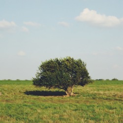 danielodowd:  eurasianvulture