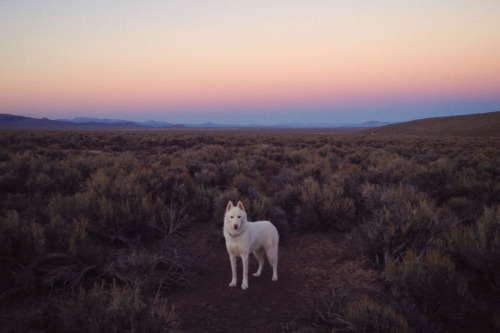 johnandwolf:  Middle of Nevada on the 50, “the loneliest road in America” / September 2014 