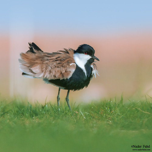 bigbirdpoof: Spur-winged Lapwing (Vanellus spinosus) © nader alshammari