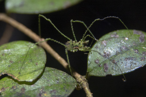 onenicebugperday:Moss mimic harvestman, Algidia viridata, Triaenonychidae Found in New ZealandPhotos