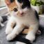 small-bob-the-cat