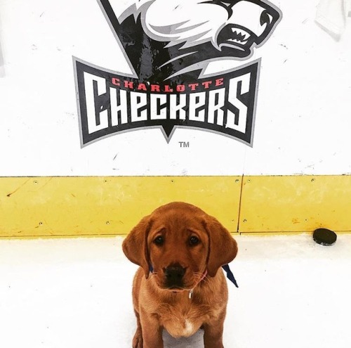 charlottecheckershockey:@emilybennett.dulaney: Huge heartfelt thank you to the Charlotte Checkers fo