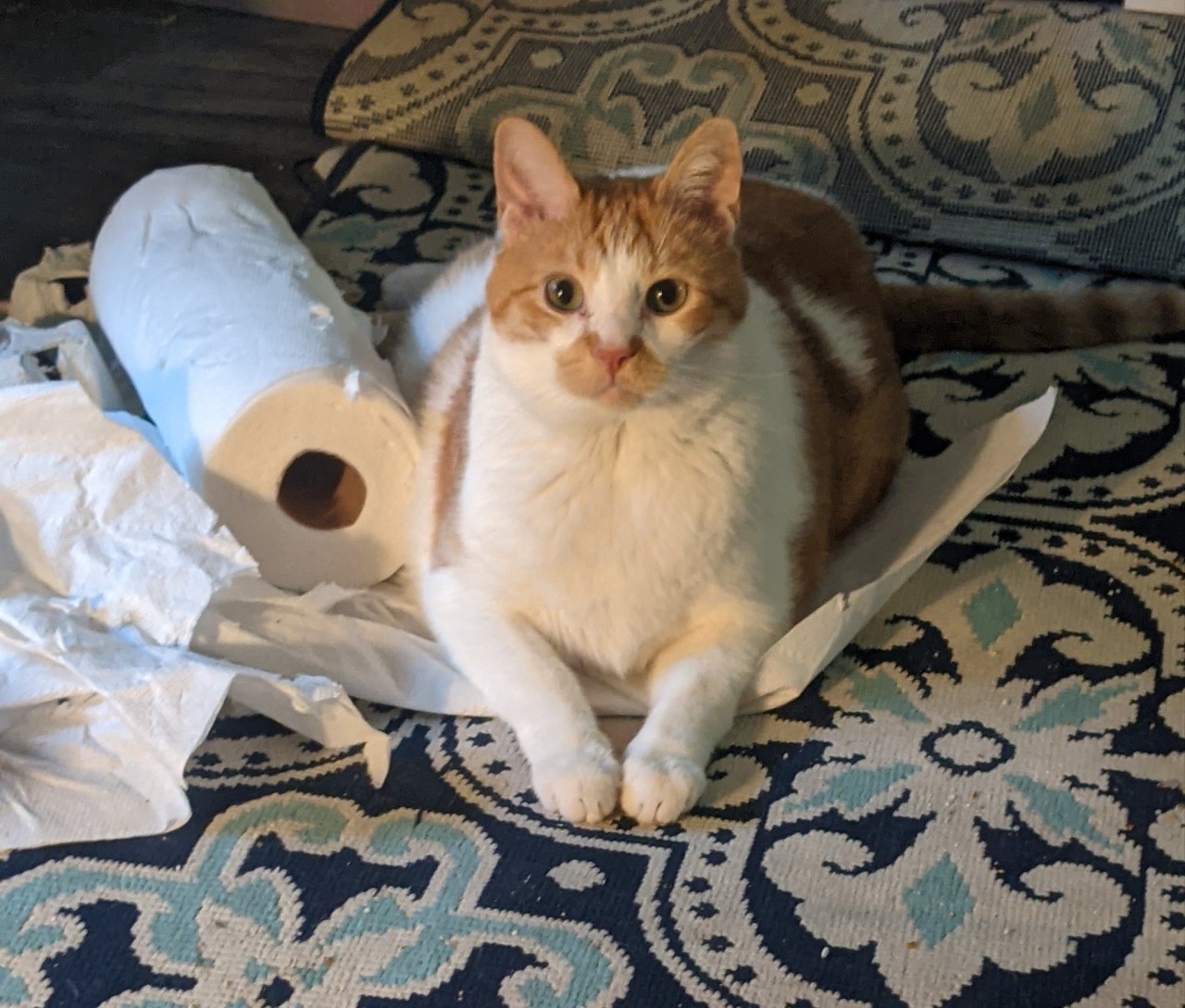 Same cat laying down with his head up and his paws politely in front of him