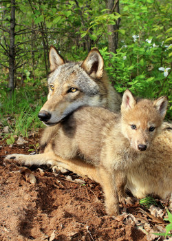 thatwanderinglonewolf:  Grey wolf: Mom and Baby (by MLGreenly) 