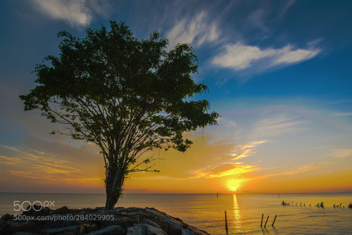 Sunrise sea tree and stone by tanunatapong1