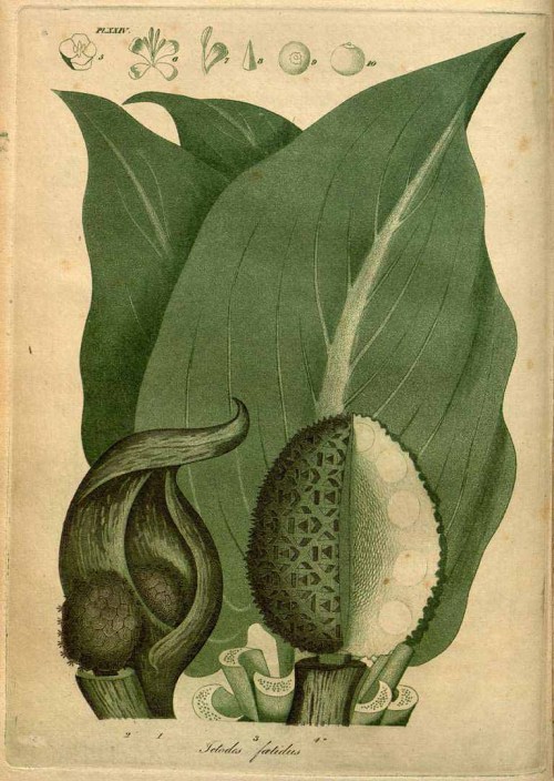 plantsanimalsoutside:skunk cabbage (Symplocarpus foetidus, as Ictodes foetidus)