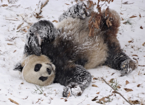 s4lvage:  National Zoo giant panda enjoys area’s first snow by Smithsonian’s National  Zoo