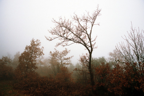 Un arbre by p1r0 (Ludovico Poggioli) on Flickr.