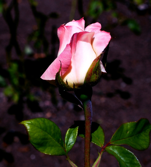 gothiccharmschool: staxilicious: Woodland Park Roses She takes wonderful photos. Hi Stax!