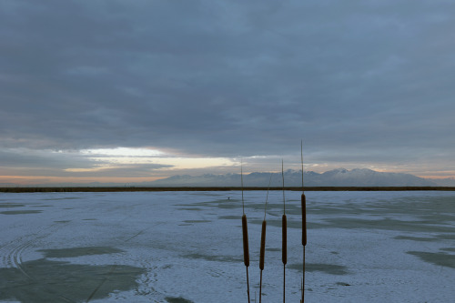 pacogabby:Lonesome GullBryan Maynes photography