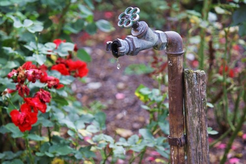 ~ rusty tap ~ My photo. :)