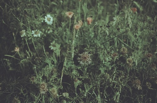 Wildflowers + Adox colour implosion.