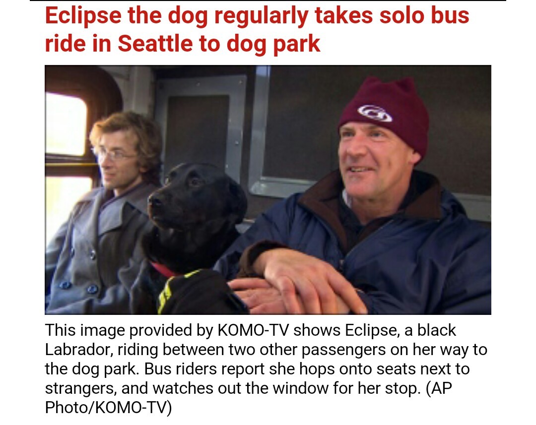 team-bear-arms:  Local news channel posted a story about a dog that takes the bus