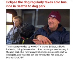 Team-Bear-Arms:  Local News Channel Posted A Story About A Dog That Takes The Bus