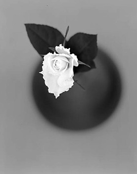 zzzze:  Kunihiro Shinohara, Rose, 2004 (from the Series ‘Botany’)