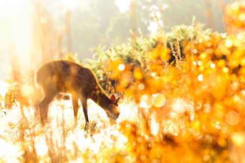 expressions-of-nature:   by Andrew Evans   