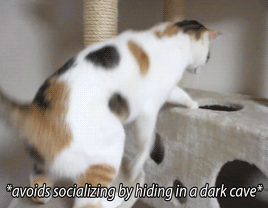 weareallmeowhere:  i think latte and cinnamon captured dan and phil quite well tbhx